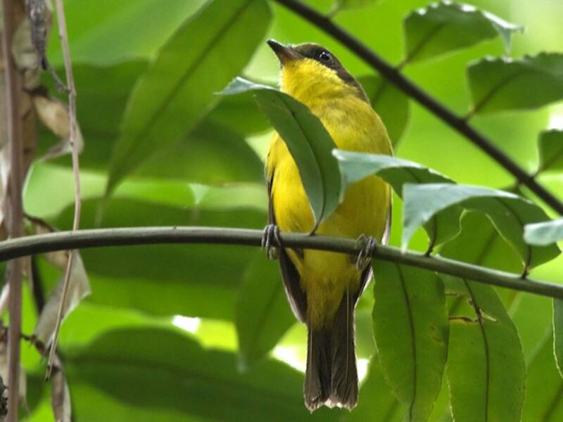 Oriole Whistler, Photos 2