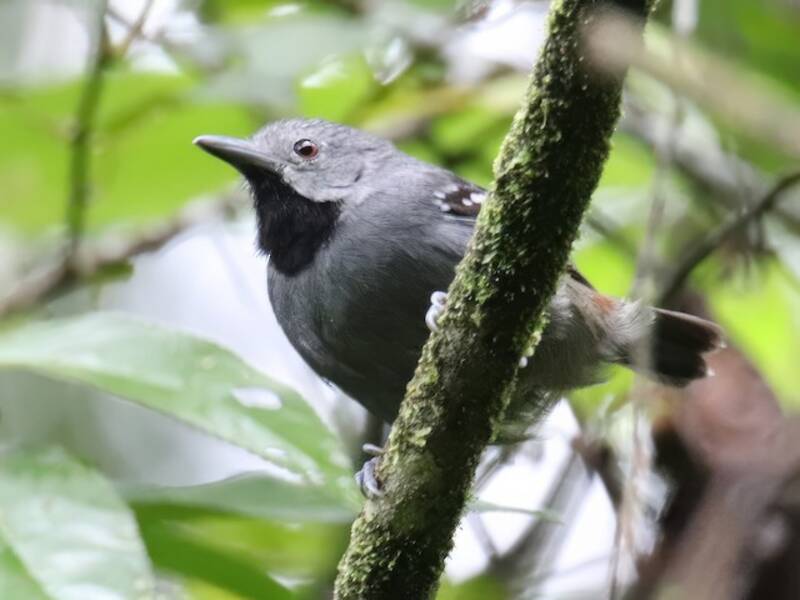 Garganta Moteada Adornada, Fotos 4