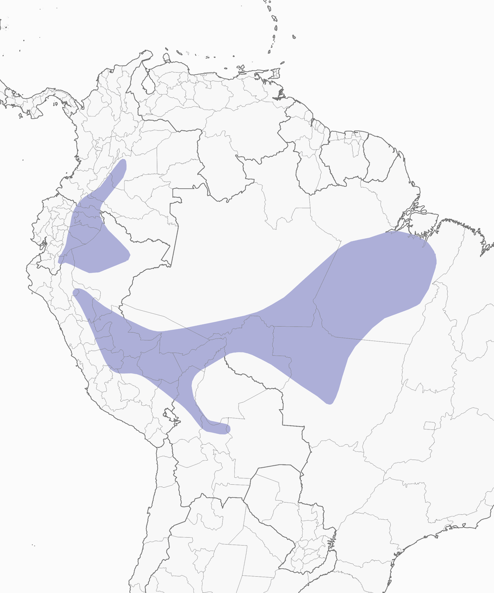 Garganta Moteada Adornada, Distribución 1
