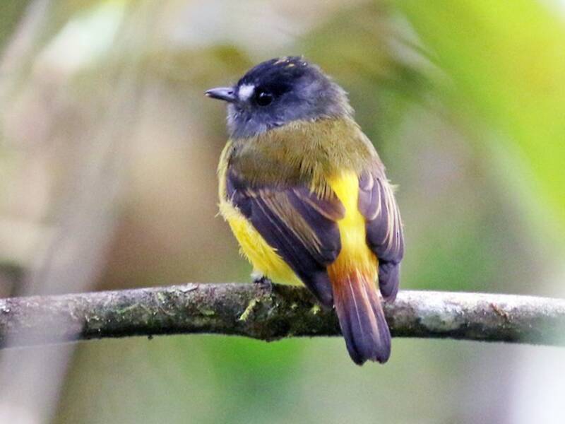 Papamoscas Elegante