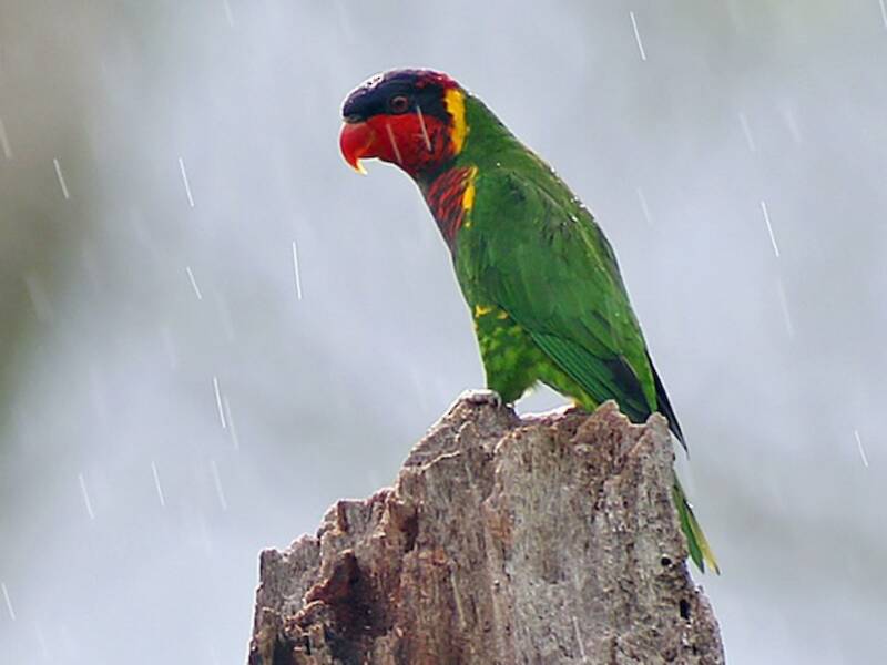 Ornate Lorikeet, 照片 4