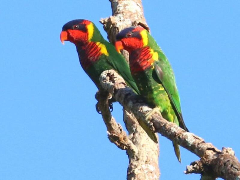 Ornate Lorikeet, 照片 3