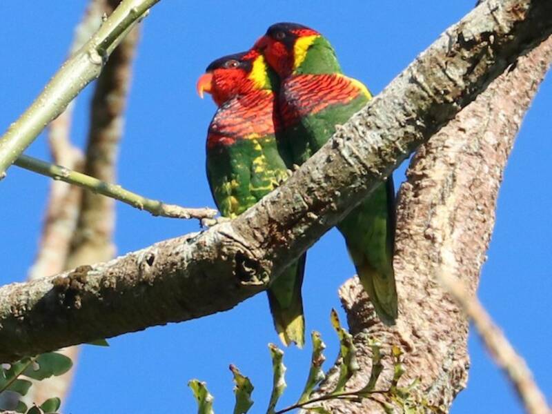 Ornate Lorikeet, 照片 2