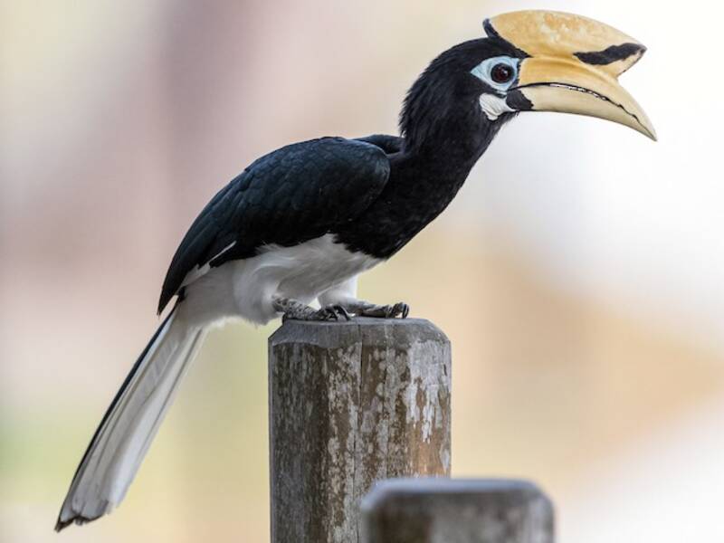Oriental Pied-Hornbill, Photos 4