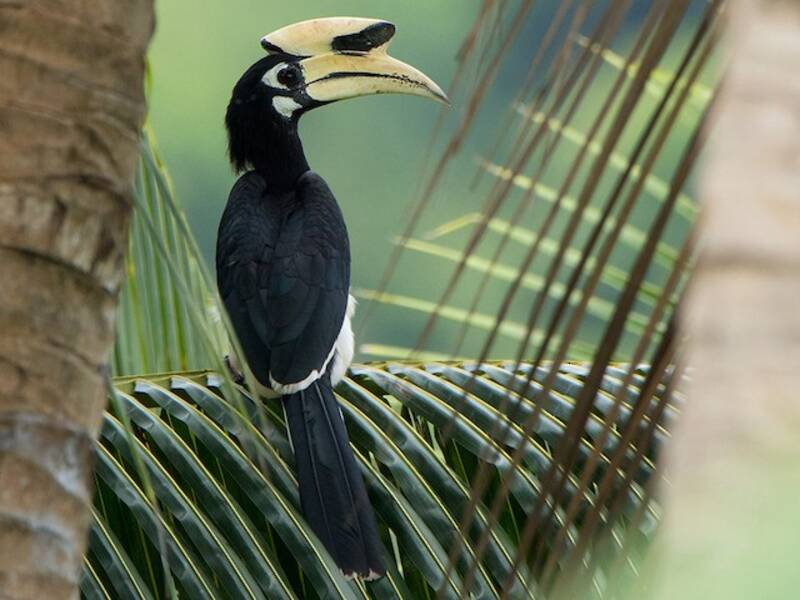 Oriental Pied-Hornbill, Photos 2