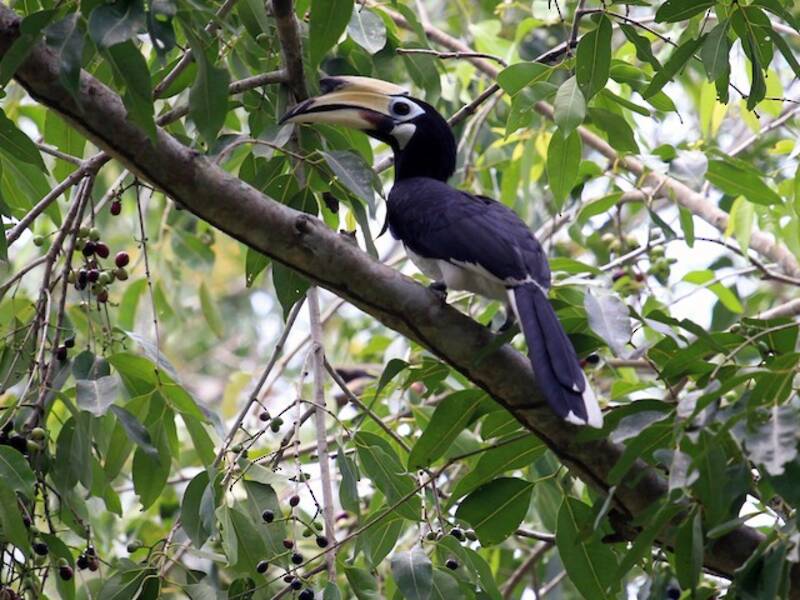 Oriental Pied-Hornbill, Photos 3