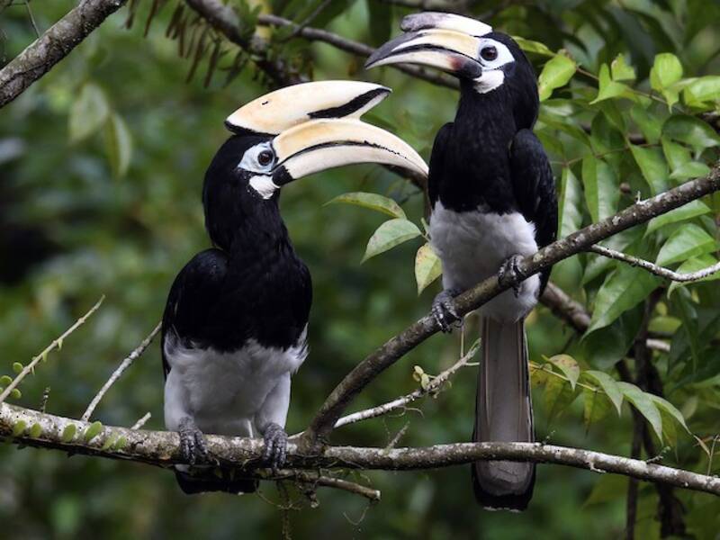 Oriental Pied-Hornbill (Anthracoceros albirostris)