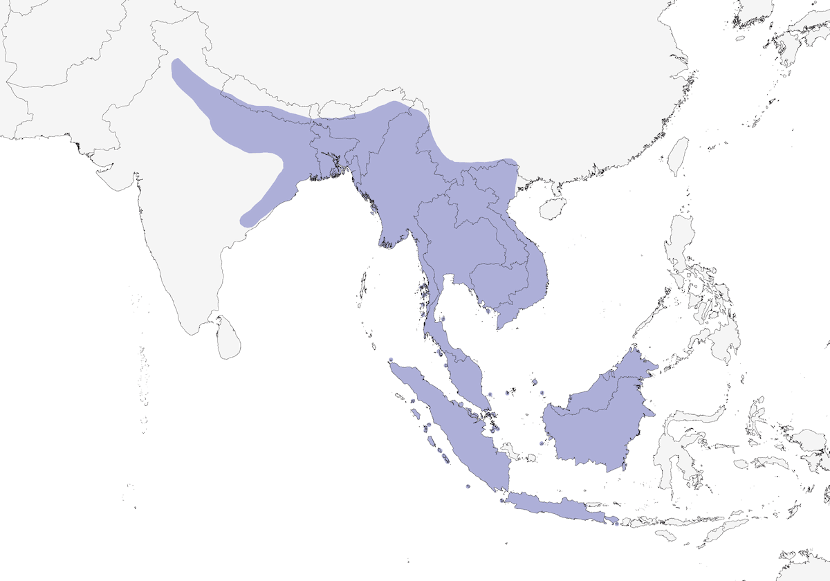 Oriental Pied-Hornbill, Distribution 1
