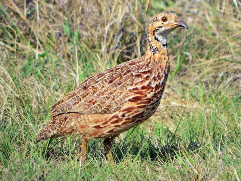 Orange River Francolin