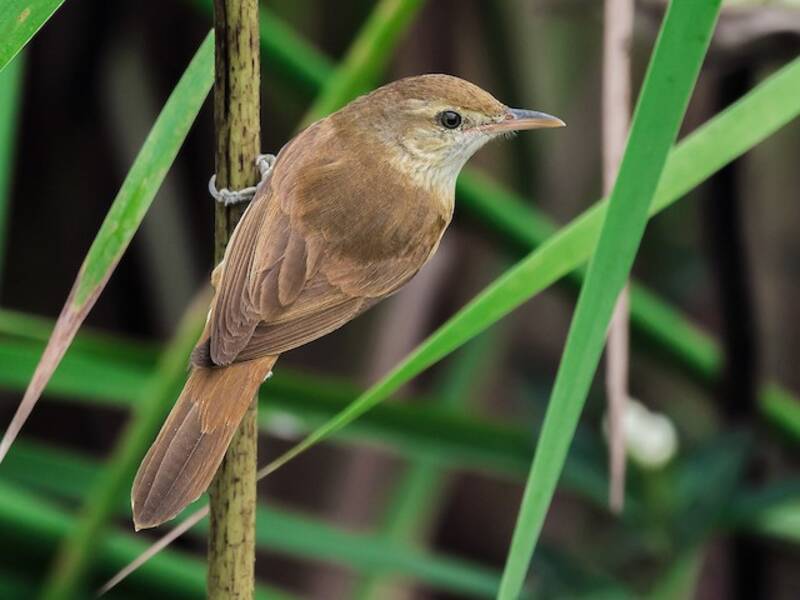 Oriental Reed Warbler