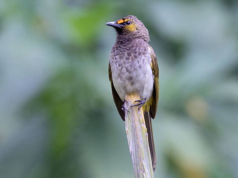 Bulbul orejinaranja