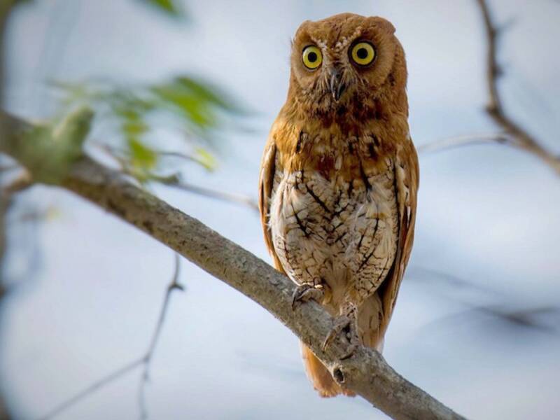 Oriental Scops-Owl, Photos 3
