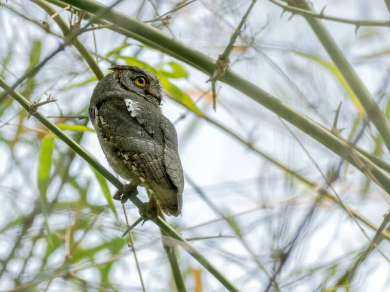 Oriental Scops-Owl, Photos 4