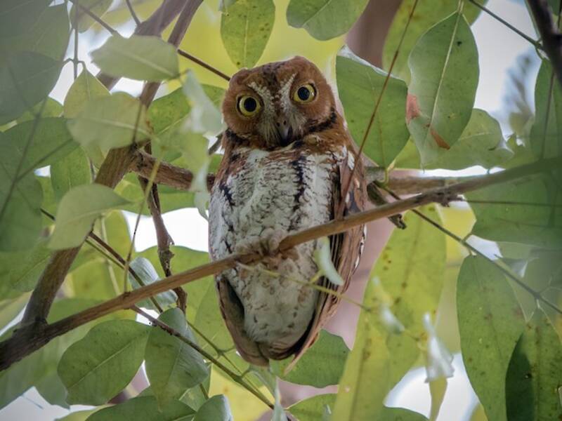 Oriental Scops-Owl, Photos 2