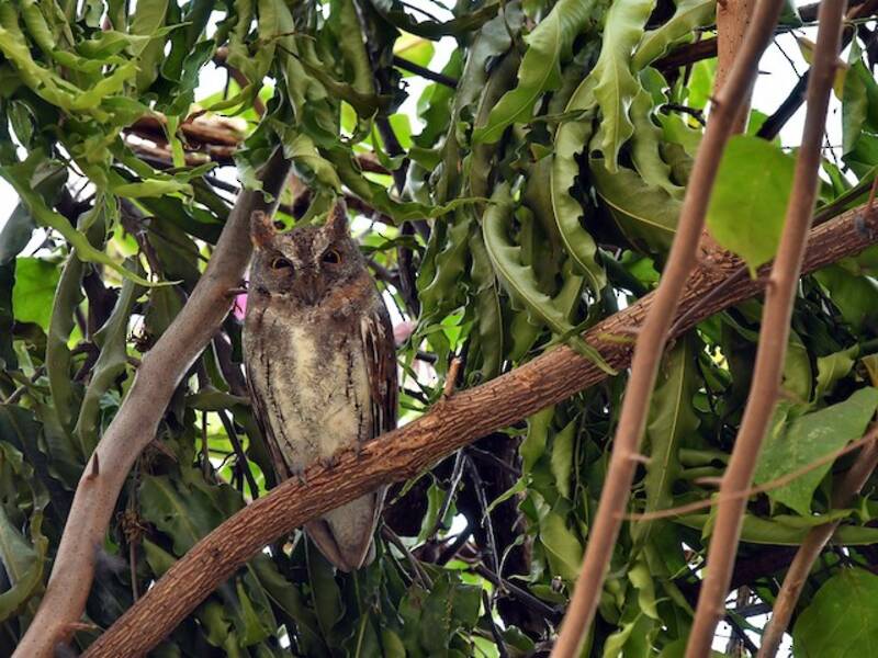 Oriental Scops-Owl