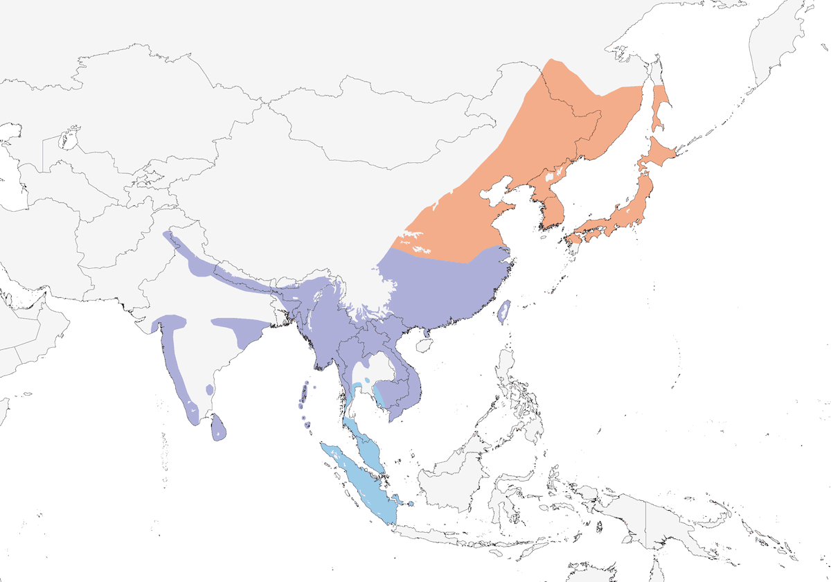 Oriental Scops-Owl, Distribution 1