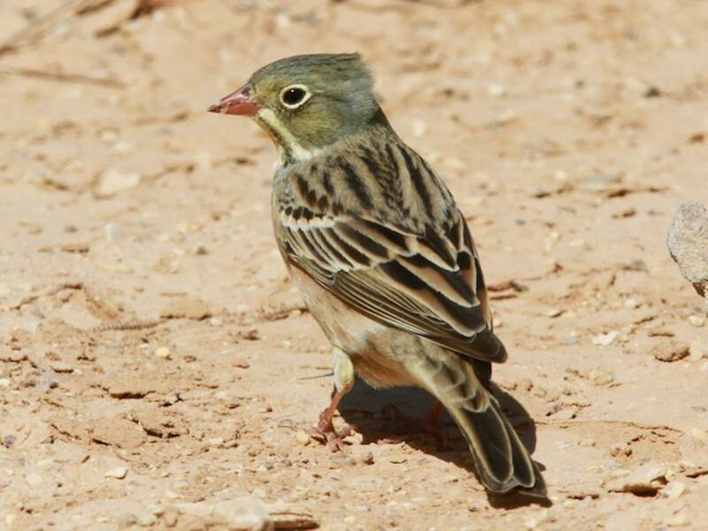 Ortolano, Foto 4