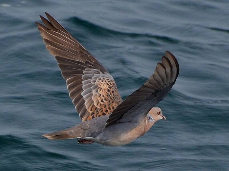 Tourterelle orientale, Photos 2