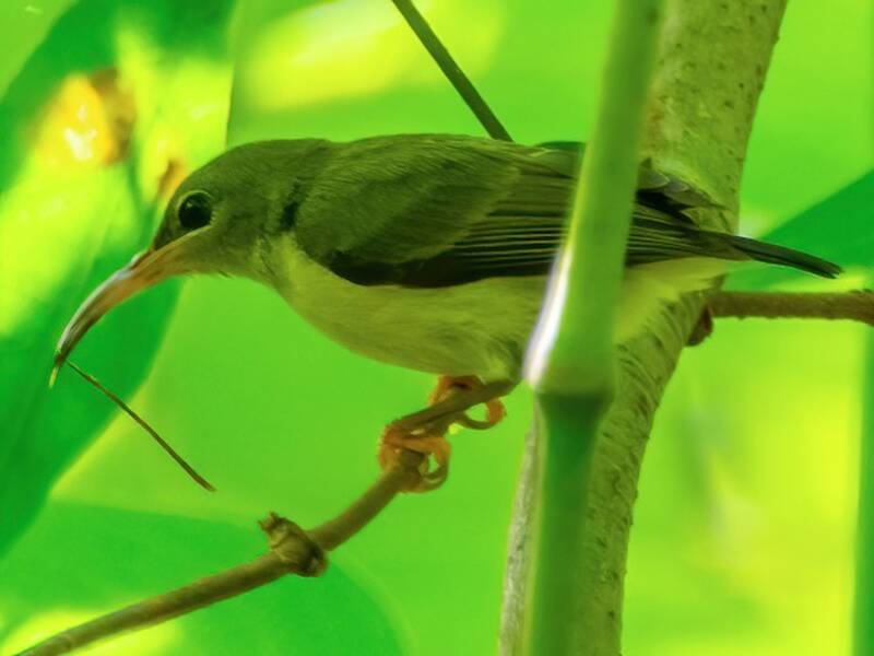 Aracnotero de Moño Naranja
