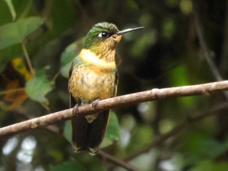 Heliángel gorginaranja, Fotos 3