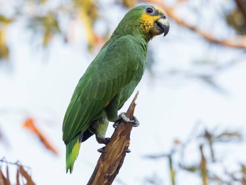 Venezuela-Amazone, Fotos 3