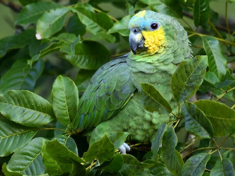 Venezuela-Amazone