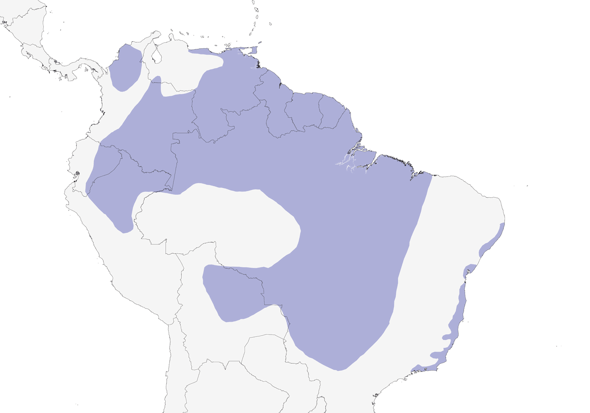 Venezuela-Amazone, Verbreitung 1