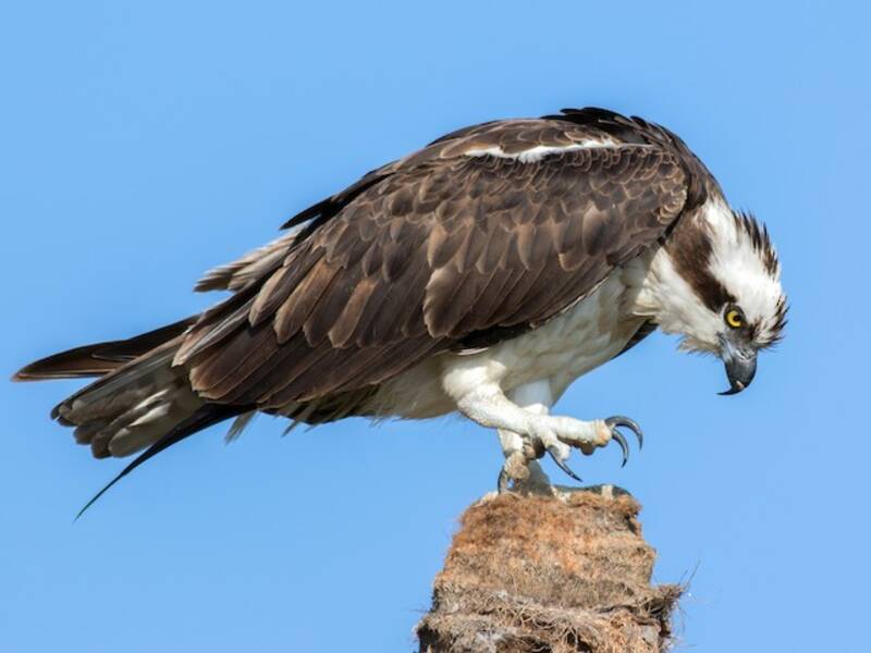Osprey (Pandion haliaetus)