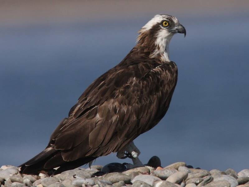 Águila Pescadora, Fotos 2