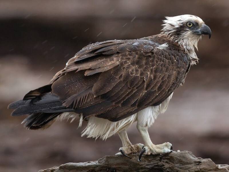 Águila Pescadora, Fotos 3