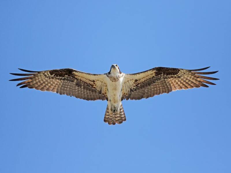 Águila Pescadora, Fotos 4
