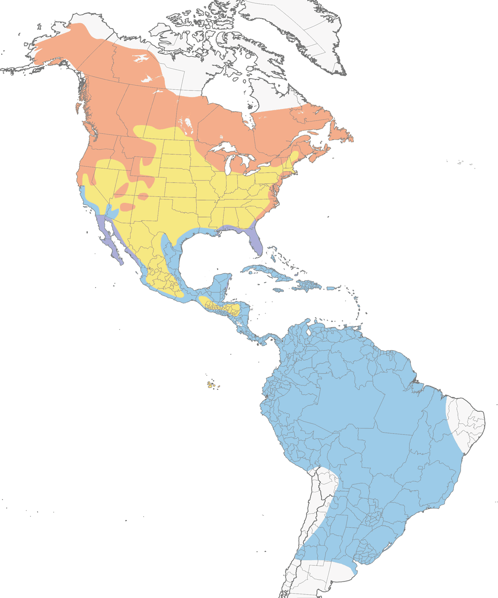 Águila Pescadora, Distribución 1