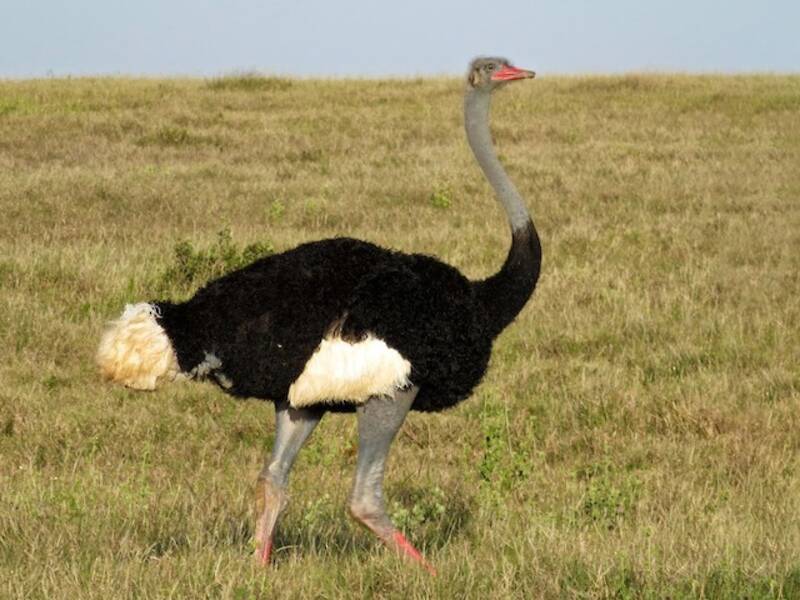 Somali Ostrich, Photos 4