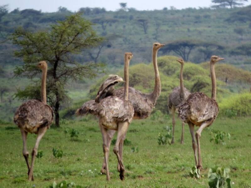 Somali Ostrich (Struthio molybdophanes)