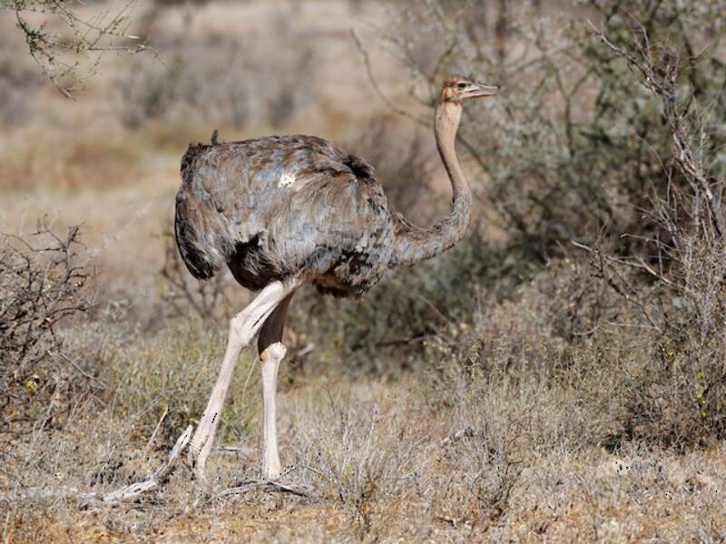 Somali Ostrich, Photos 3