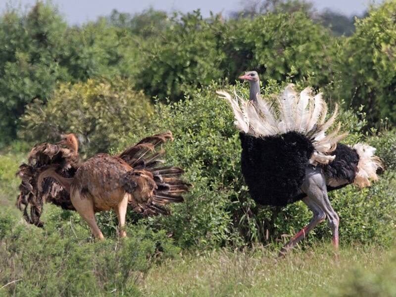 Somali Ostrich, Photos 2