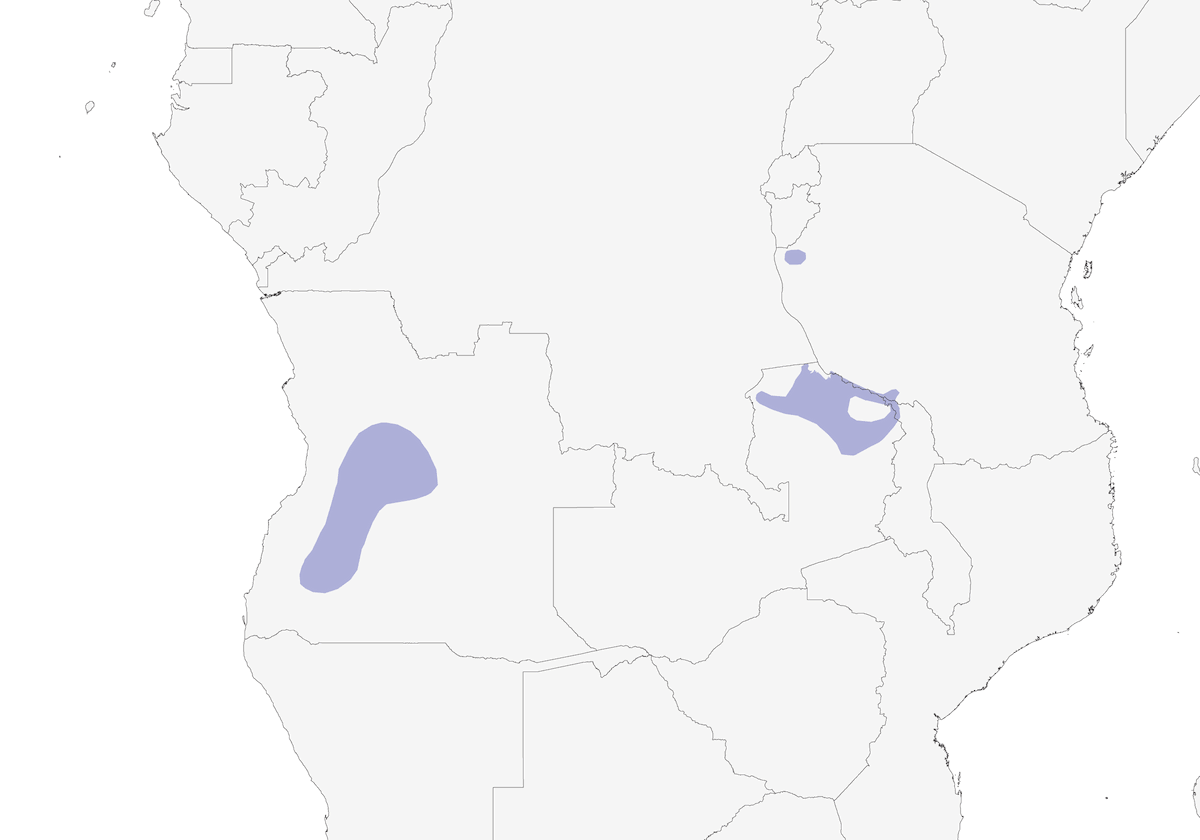 Souimanga d'Oustalet, Distribution 1