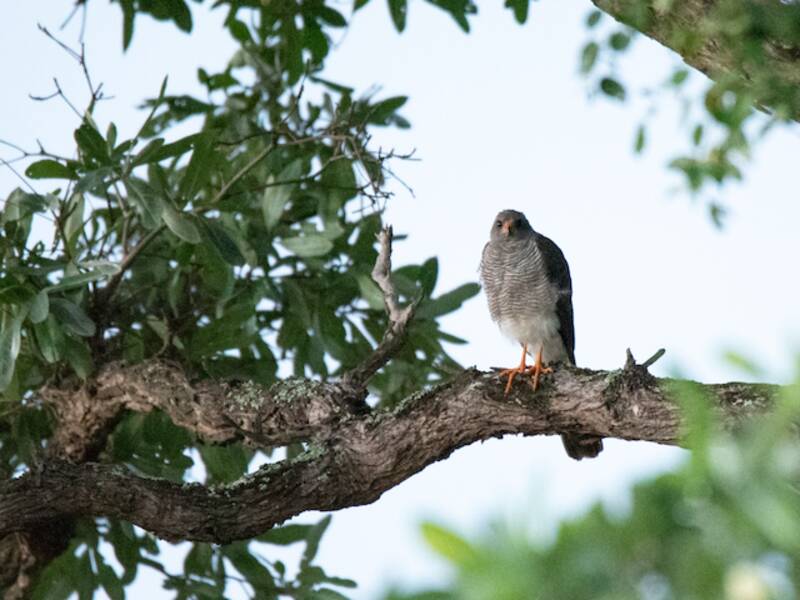 Ovambo Sparrowhawk