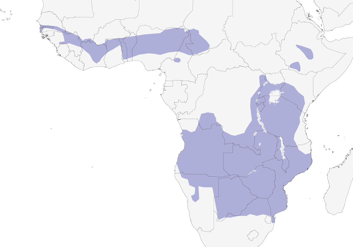Gavilán de Ovambo, Distribución 1