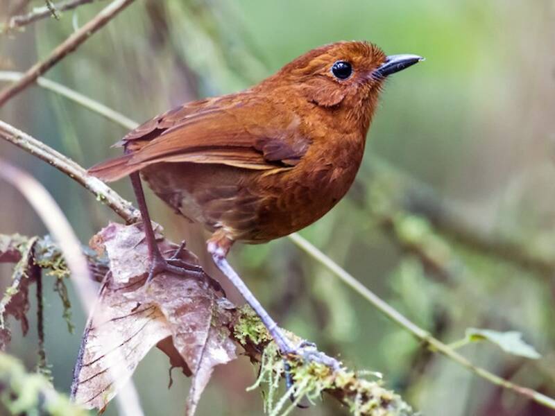 Pitta formichiera di Oxapampa