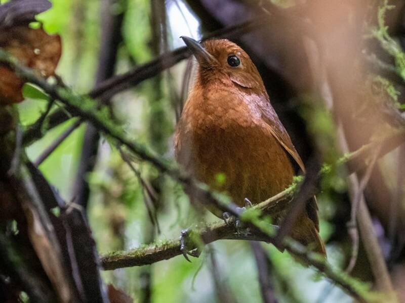 Oxapampa Antpitta, Photos 2