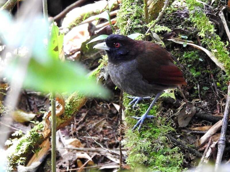 Pale-billed Antpitta
