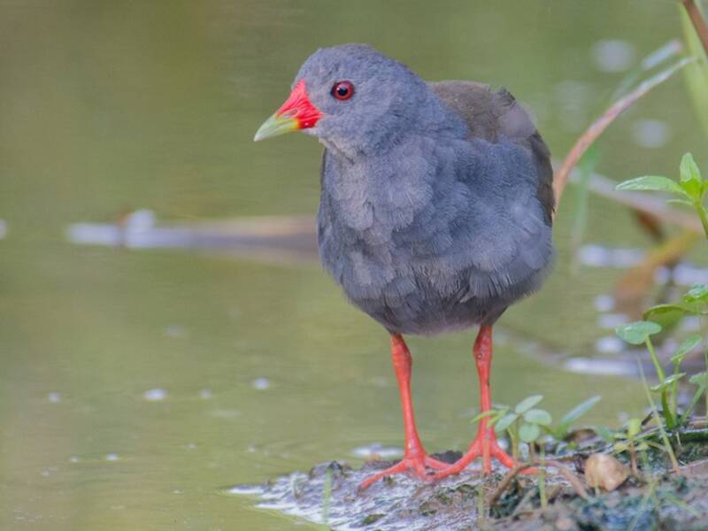 Paint-billed Crake, 照片 4