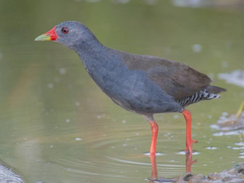 Paint-billed Crake
