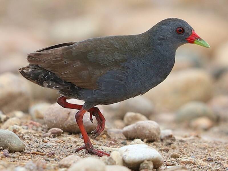 Paint-billed Crake, 照片 2