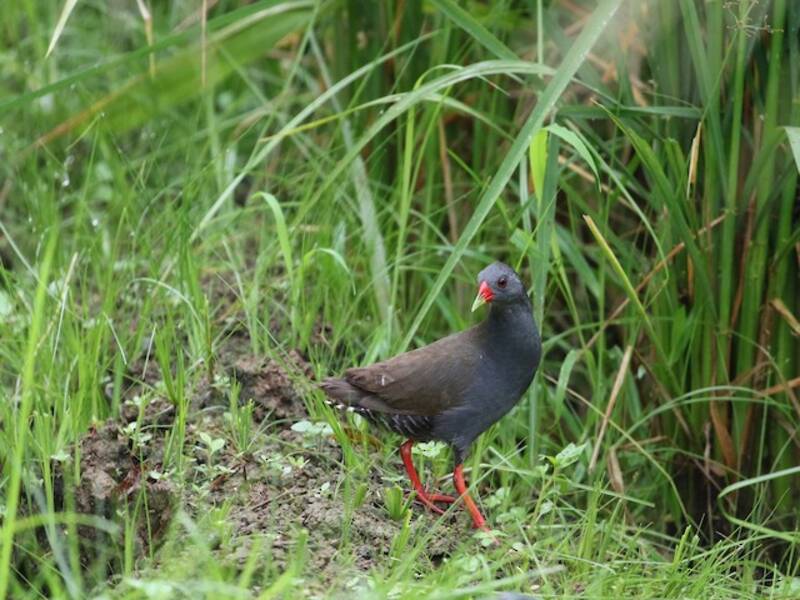 Paint-billed Crake, 照片 3