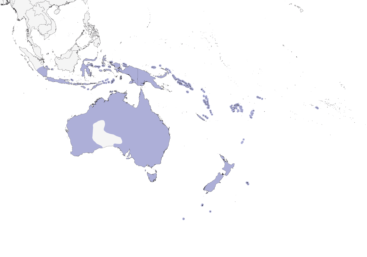 Anatra nera del Pacifico, Distribuzione 1
