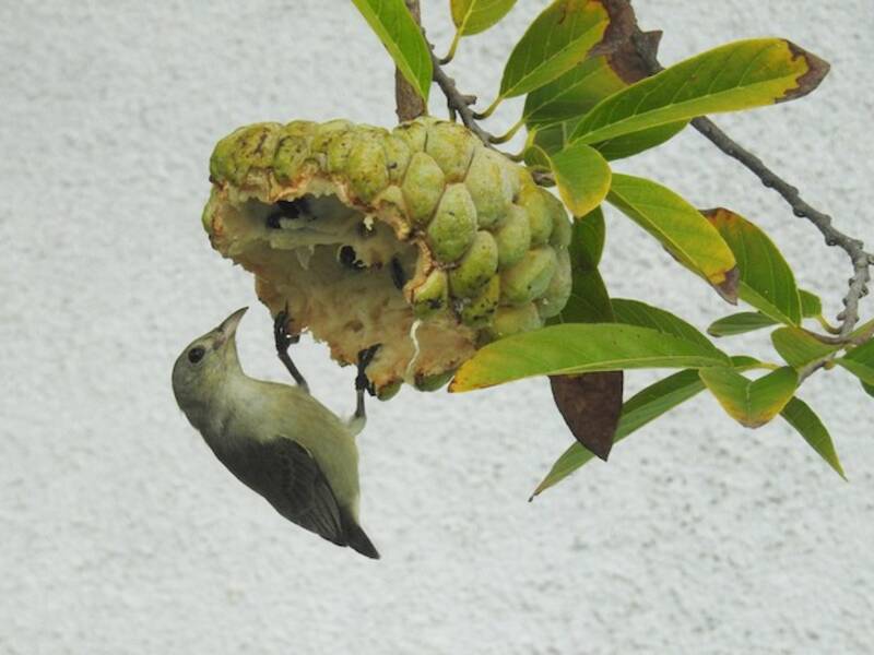 Beccafiore dal becco chiaro, Foto 4