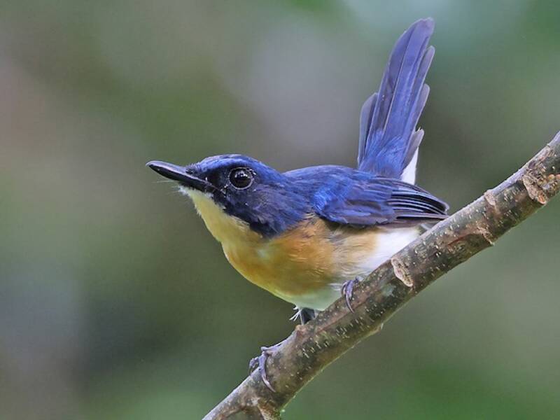 Palawan Blue Flycatcher, Photos 3