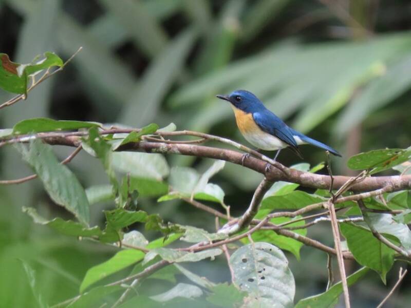 Palawan Blue Flycatcher, Photos 2